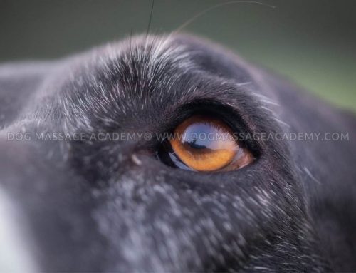 Come prendersi cura del cane anziano